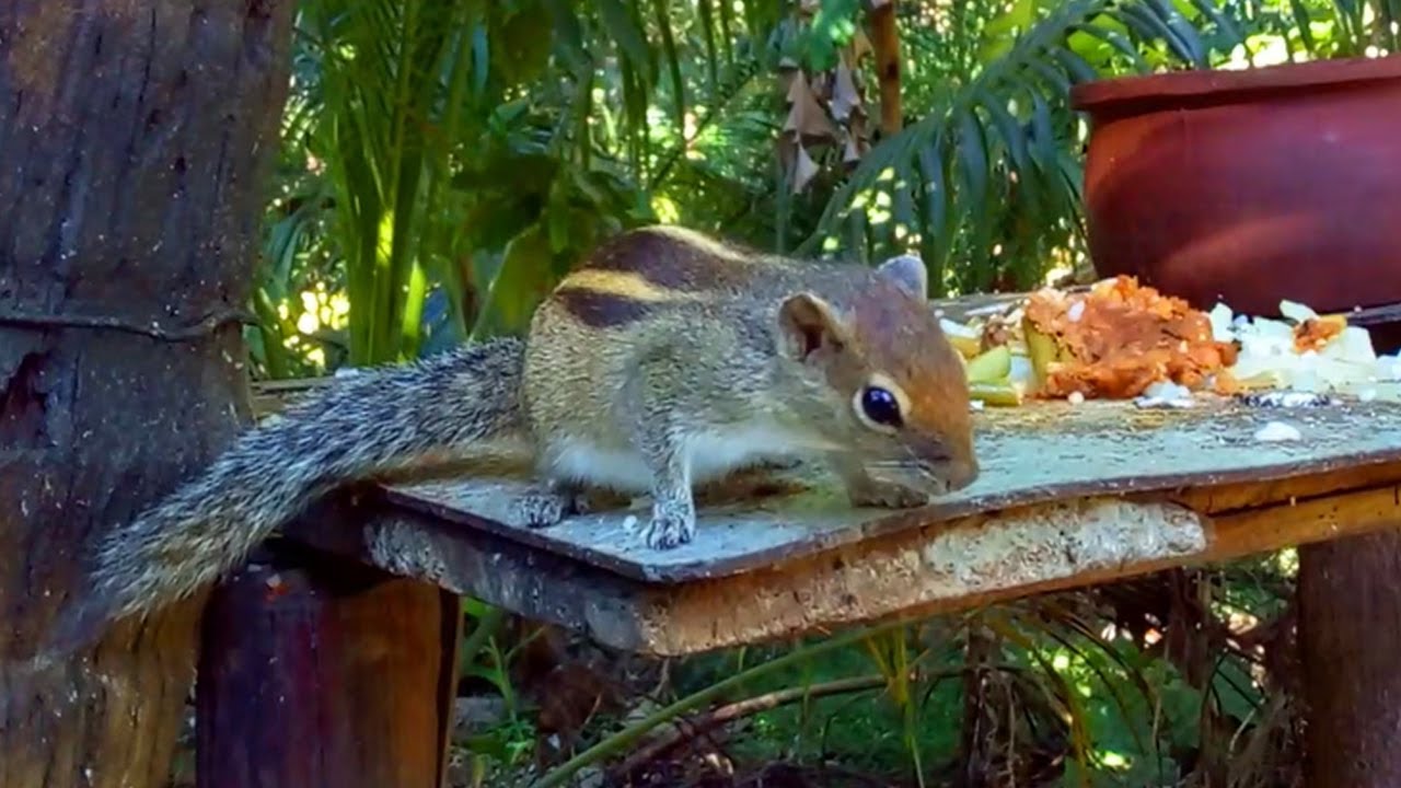 Cute Palm Squirrel Eating Breakfast | Wildlife Photography