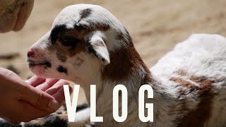 [SUB] relaxing day petting alpacas, goats, deer| animal park