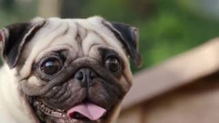 Downy 清香持久柔順液