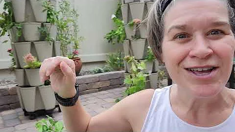 Growing Basil