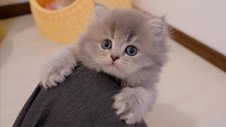 This cute kitten is so obsessed with the smell of his owner's lap that he won't let go.