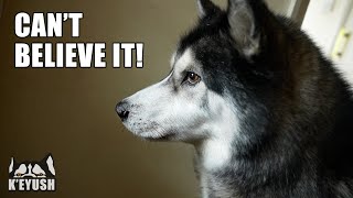 Husky Was So Shocked He Struggled To Speak