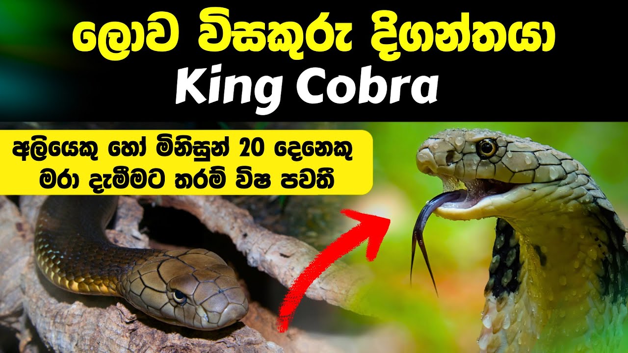 king-cobra-king-cobra-sinhala-world