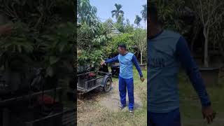 Bibit Alpukat miki #buah #avocado #alpukatmiki #indonesia #depok #aceh #shorts