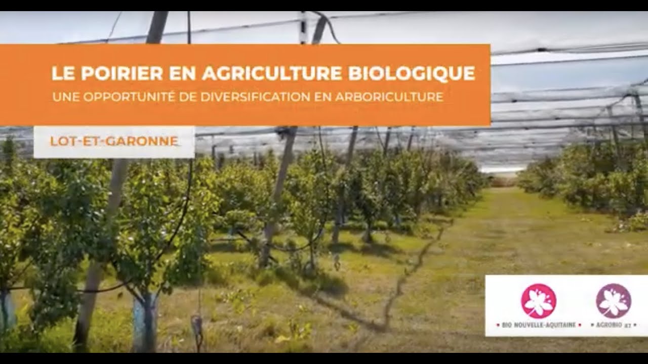 Le poirier en agriculture biologique, une opportunité de diversification