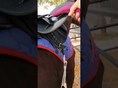 طريقه لازم تعملها كل ماتركب السرج لحمايه حارك الحصان من الجروح