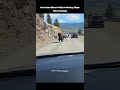 American Bison Falls on Rocky Slope – Raw Footage