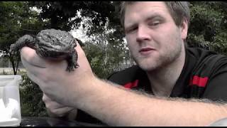 Mates With Snakes- Shingleback Visits The Vet