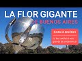 La flor gigante de BUENOS AIRES. Datos que seguro NO SABÍAS