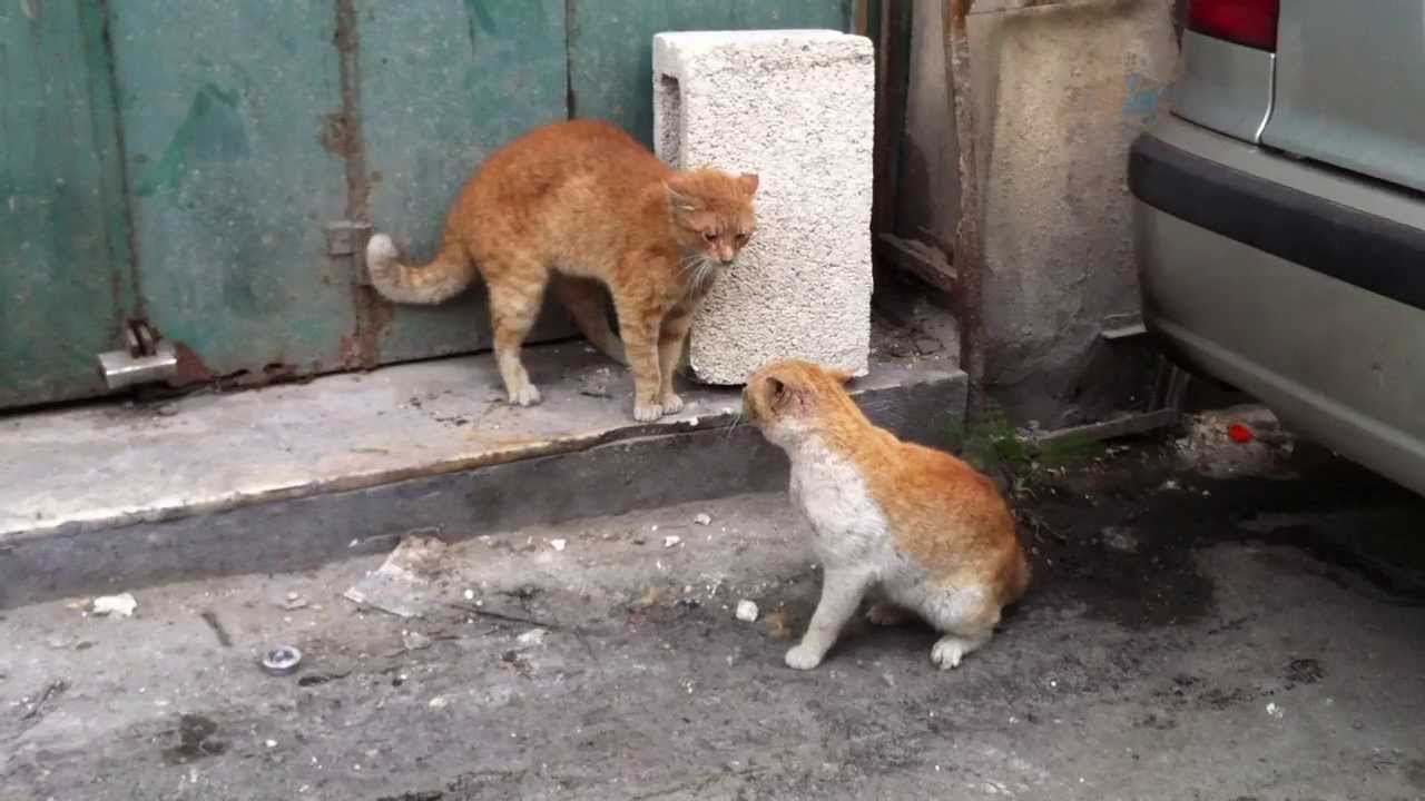 Savage Cat Fight