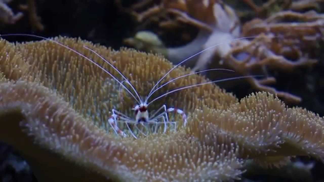 Stenopus hispidus - Креветка-боксёр