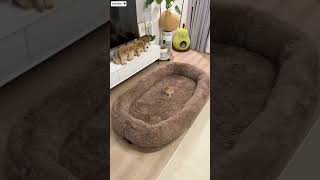 The man and cats love 💕 #short# cats sleep 💤 the bade # chinese short video #