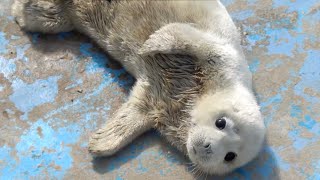 Cute Baby Seal 2024