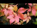 2021 Peak Fall Foliage in Marche (Italy)