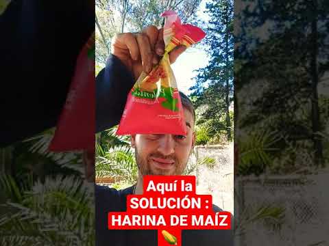 Video: Trampas para hormigas caseras. ¿Cómo deshacerse de los invitados no invitados?