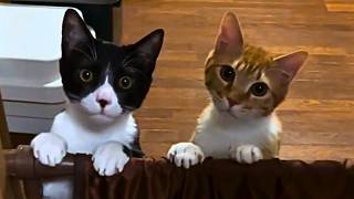 This Is Your Daily Dose Of Cats | Day 95
