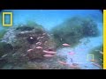 Reef Balls | National Geographic