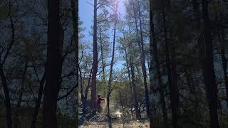 Spear Cut on a dead pondo #sthill #climbing #tree