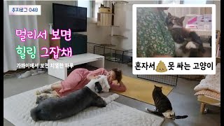 평화로운 휴일 ,고양이 관장 하는집사 일상Country cafe log with cat and dog [추지로그048]