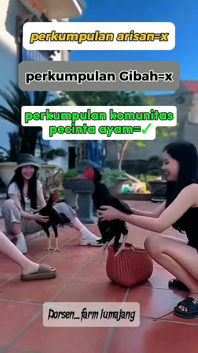 ciwik' cantik pegang ayam #kontenkreator #ayamjawara #ayamlaga #ayamindonesia #fypyoutube