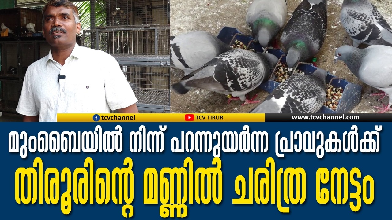 ആകാശസീമകൾ കീഴടക്കി മുംബൈയിൽ നിന്ന് പറന്നുയർന്ന പ്രാവുകൾക്ക്  തിരൂരിന്റെ മണ്ണിൽ ചരിത്ര നേട്ടം