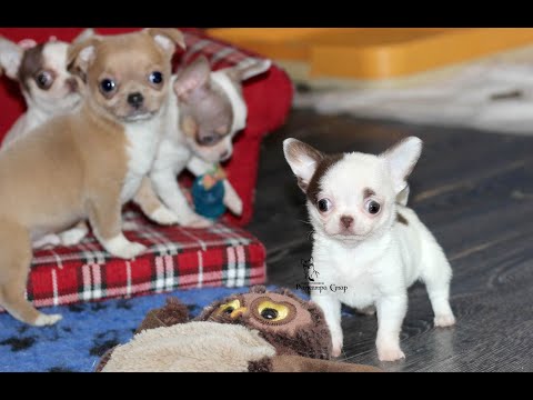 Wideo: Jakie Są Cechy Rasy Mini Chihuahua