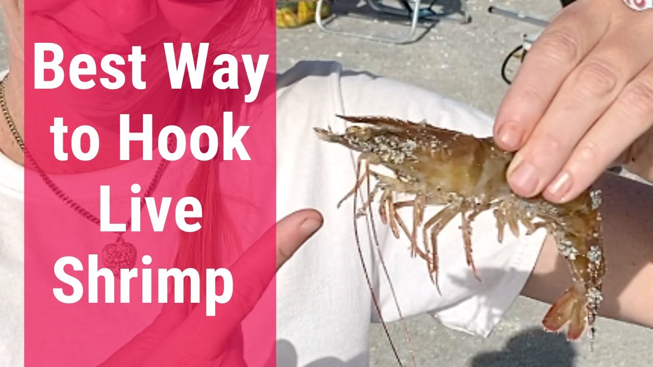 Best Way to Hook Live Shrimp, Hook Live Bait