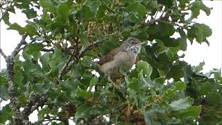 Curruca zarcera (Sylvia communis) en el Valle de Losa