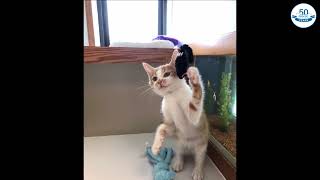 CATFISHING! by Holiday Barn Pet Resorts 33 views 1 year ago 26 seconds