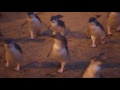 Penguins Parade, Phillip Island, Victoria