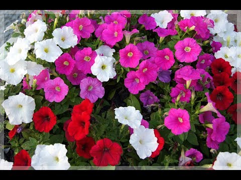 Video: Frillitunia (26 Bilder): Hvordan Er Det Forskjellig Fra Petunia? Funksjoner Ved Planting Og Omsorg. Beskrivelse Av Frillithunium 