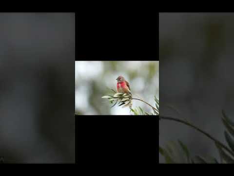 تغريد طائر تفاحي 