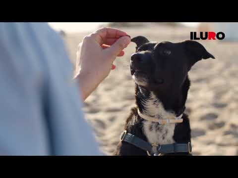 Vídeo: Baix Contingut De Calci En Sang En Gossos