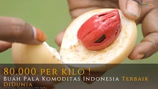 Agrotek | Buah Pala 80 000 Perkilo Komoditas Terbaik Indonesia