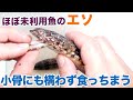 【エソ味噌】ほぼ未利用魚の「エソ」でも構わず食っちまう【テクニック】