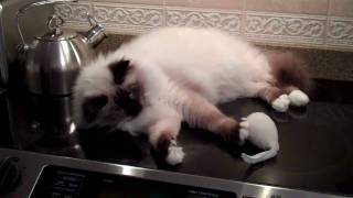 George, the Busy Birman Kitten