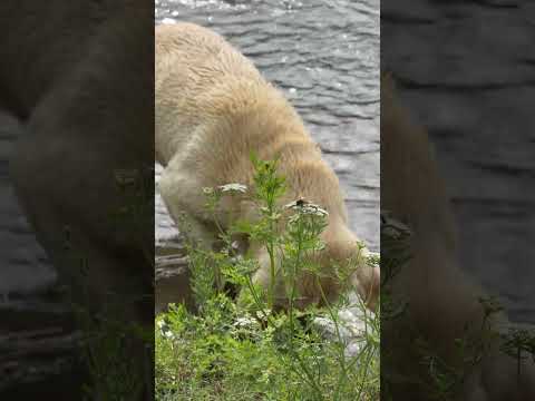Quiet Nature Vibes With Paker at the Water thumbnail