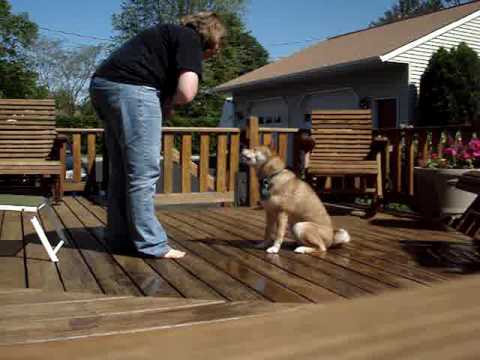 Toby the Shiba Inu Clicker Training