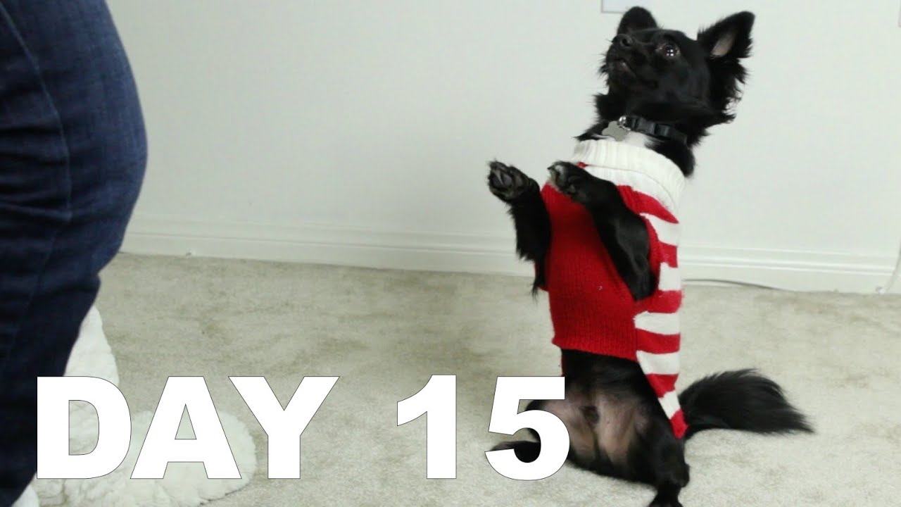 Dog Tricks From A Rescue Dog