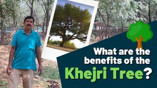 What are the benefits of the Khejri tree (Prosopis cineraria) ?