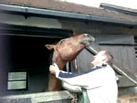 ruben-yearling-warmblood-having-a-good-scratch-pulling-funny-faces