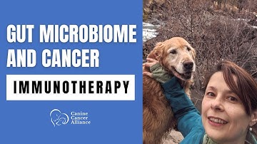 Gut Microbiome Can Impact Canine Cancer Treatment Response