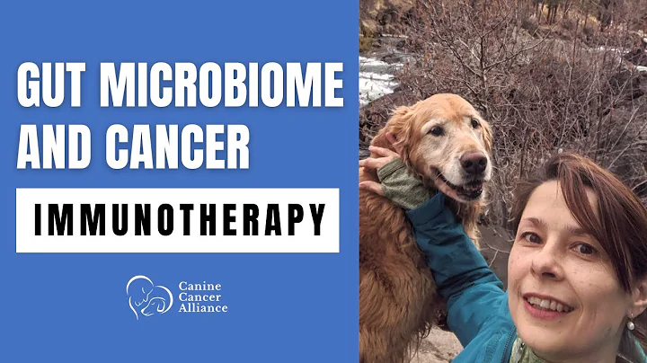 Gut Microbiome Can Impact Canine Cancer Treatment Response