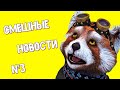 😂 Самые смешные новости, животные, люди, птицы, мир и смех #3 😂