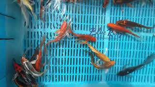 6-7" Standard Grade Butterfly Koi from Blue Ridge Koi