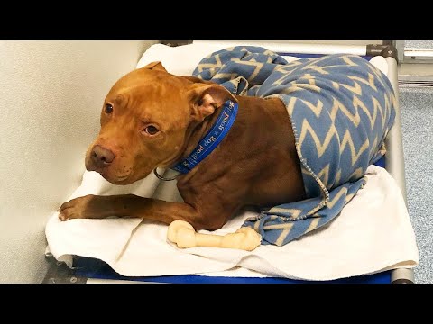 Shelter Dog's Nightly Routine Includes Getting Tucked In to Bed