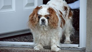 Introducing Your Cavalier King Charles Spaniel to Other Pets A Guide to a Successful Introduction