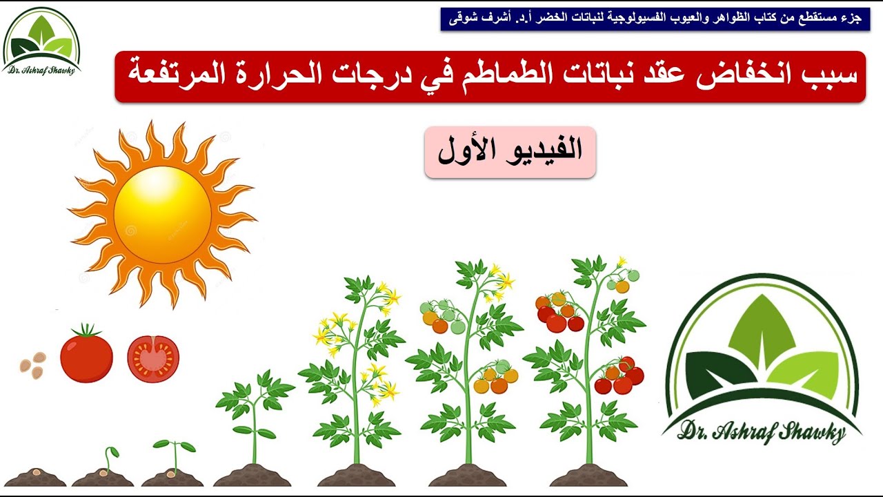 (126) سبب انخفاض عقد نباتات الطماطم في درجات الحرارة المرتفعة (ج 1) | مقرر فسيولوجيا الخضر