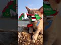 لا تطرد القط العربي