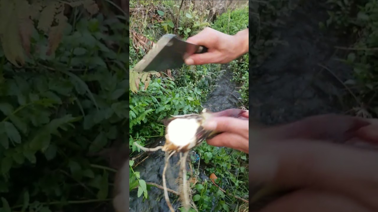 Washing and Cutting a Wild Root Crop in Nature" 